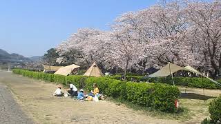 上大島キャンプ場「神奈川県相模原市」桜の時期のBBQと景観