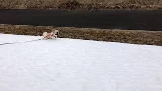 雪を見つけてはしゃぐシーズー犬