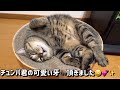 【保護野良子猫】何度も膝の上で甘える保護子猫が可愛いすぎる！