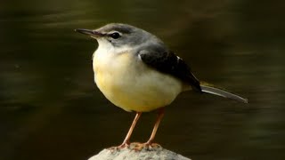 キセキレイ, Grey Wagtail, 20160213