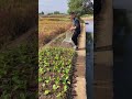 Vegetable patch watering tools- Good tools and machinery can increase work efficiency