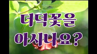 [마음휴식]더덕꽃을 아시나요? #더덕 #힐링 #꽃구경