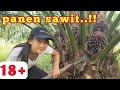 Kebun kelapa sawit Kalimantan tengah || panen sawit milik pakde juragan sapi