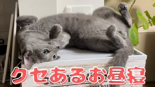 癒される寝相ｗ寝ても起きても『陽キャ』なかわいい猫【ロシアンブルー】