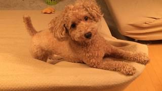 おやつもっとちょうだい！Toy Poodle NANA's Lovely act  pleading for her favorite feed トイプードル・犬のかわいいしぐさ