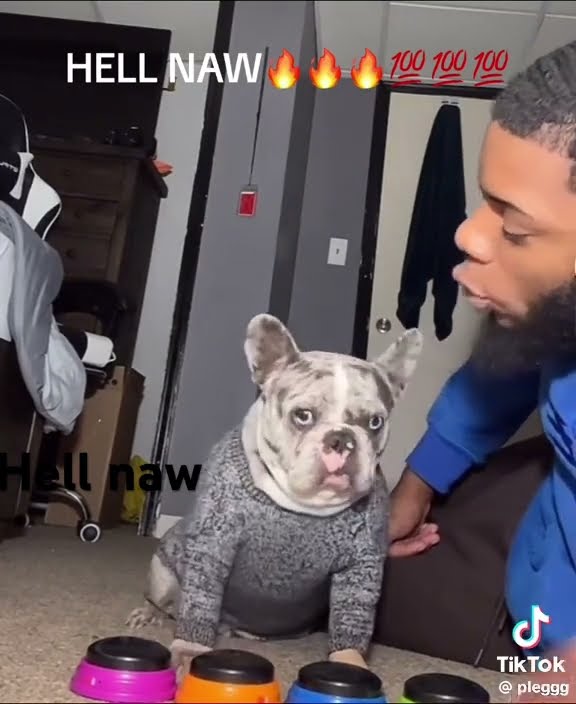 Dog Saying Hell Naw Dogs Funny Youtube