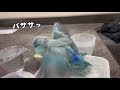 マメルリハのまめちゃん　水浴びでバタフライになる編