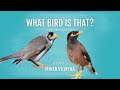 What bird is that? Myna vs. Miner