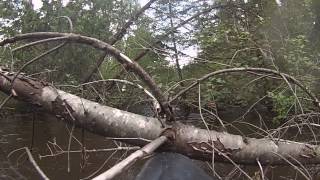 Paddling I mean walking the Pigeon River, Michigan