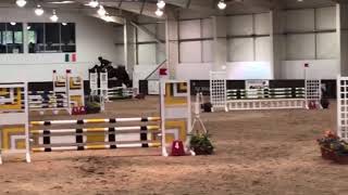 5yo Angel double clear in her first British Novice