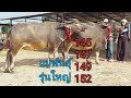 เปิดราคาควายงามเมืองโคราช แม่พันธุ์รุ่นใหญ่ๆ ควายท้อง ควายแม่ลูก สูง 145  147  148  149  152