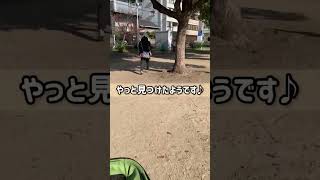 Vol.489 柴犬るな　柴犬の大好きな人を探す仕草が可愛いすぎた！@shiba-dogg-lunachannel0913