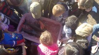 American River - Nimbus Fish Hatchery Tour