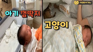 이 고양이는 아기를 좋아합니다 // 신생아 동생이 생겨 기분 좋은 고양이