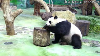 圓圓吃竹竿，吃到一半定格仔細聽，圓圓一動不動好可愛-熊貓貓熊The Giant Panda Yuan Yuan and Yuan Bao-台北市立動物園