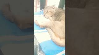 My captain cat sleeping on my working chair ❤|So  cute cat🐱