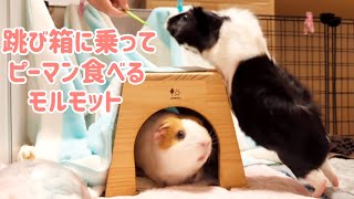 跳び箱に乗ってピーマン食べるモルモット