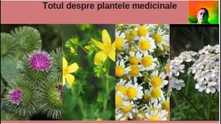 Totul despre plantele medicinale