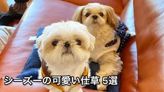 【まとめ】しーしーとらんらんの可愛い仕草5選【シーズー＆ペキニーズの癒され動画】