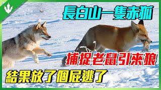 長白山“赤狐”，靠一個“骯髒技能”獨霸山頭？戰狼王，鬥猞猁，打不過就躺平？場面很有趣