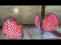 discus fish varieties ​@pandydiscusfarm ปลาปอมปาดัวร์