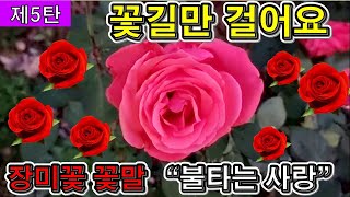 랜선힐링, 꽃길만 걸어요, 두뇌힐링 5분 \