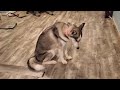 Husky refuses to sleep in room full of napping dogs