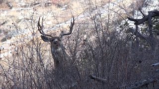 River of No Return- [4K] Mule Deer Idaho Wilderness Adventure Hunt