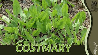 Unveiling The Beauty Of COSTMARY | Fragrant Herb With Historic Charm