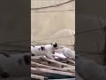 watch till end .first i think the cat want catch bird but ….😂😂