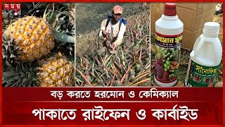 রাঙ্গামাটিতে আগাম আনারস চাষে রাসায়নিক প্রয়োগের অভিযোগ | Pineapple Cultivation in Rangamati News