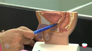 الجهاز التناسلي الذكري Male Reproductive System