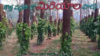 కొత్త పద్ధతి లో మిరియాల సాగు||Cultivation of pepper in new method