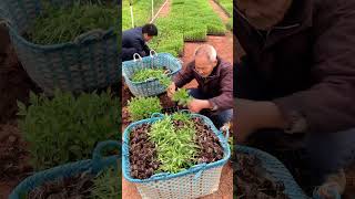 Plenty Of Chili Seedlings #satisfying #short