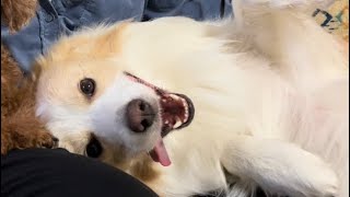 自分ではなく飼い主が病院と知った時の犬の反応がコチラ...【ボーダーコリー】