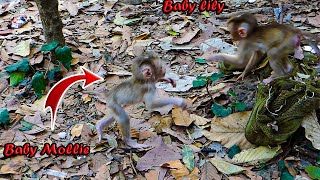 How smart???____________ Monkey baby Mollie IS very friendly running to greet baby Lily