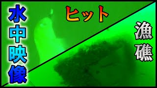 瀬戸内海の水中映像。海の中を覗いてみたら色んなことがわかった。