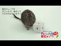 【sanko公式】小鳥・小動物用食べ物探しおもちゃ「フォージングトイシリーズ」