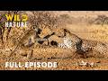 Win or Die (FULL EPISODE) | World’s Deadliest Battles for Survival | Animal documentary