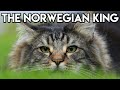 Norwegian Forest Cat 101 - Learn ALL About Them!