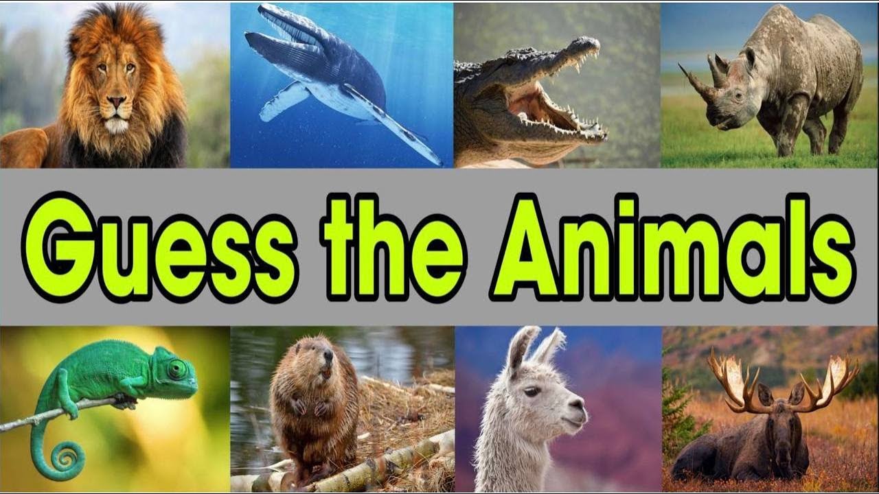 Guess The Animals Animal Quiz Youtube