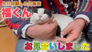 先日保護した捨て猫らしき猫さんに早速！お見合いが！【Meeting a rescue cat】