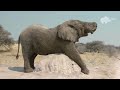 l ÉlÉphant rencontre la mort sans le savoir