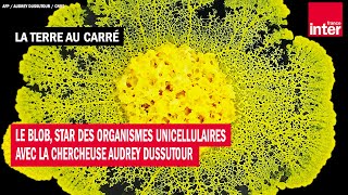 Le Blob, star des organismes unicellulaires avec la chercheuse Audrey Dussutour