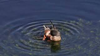 ハシビロガモ　野鳥　Commons shoveler　Anas clypeata Linnaeus　wildbirds