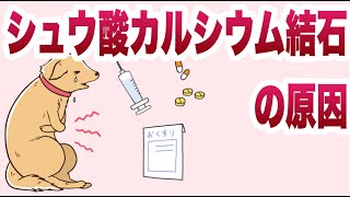 犬にシュウ酸カルシウム結石ができる原因とは？【獣医師解説】