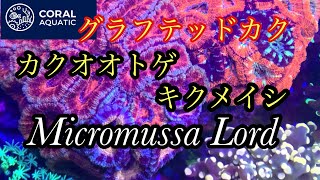 カクオオトゲキクメイシ　MicromussaLord グラフテッド