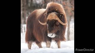 musk ox sound effects