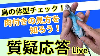 鳥の体型チェックの仕方を知ろう！【質疑応答ライブ】