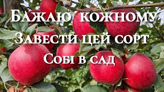 Перспективний сорт яблук.Яблуко Гала Шніга Шніко Ред.